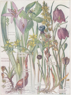 Scottish Asphodel, Autumn Colchicum, Herb Paris, Yellow Star of Bethlehem, Bog Asphodil, Common Fritillary